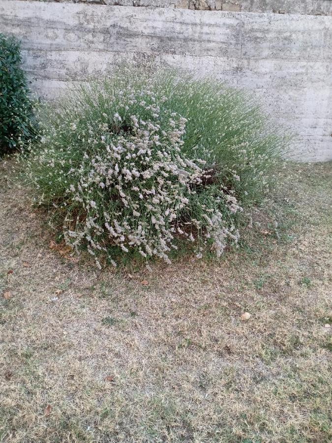 Appartamento Nerio Múggia Buitenkant foto